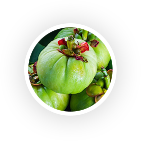 Garcinia